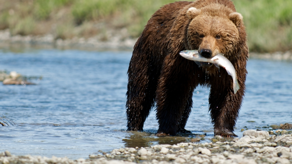 Wildlife spotting