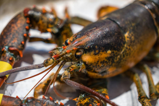 Atlantic Lobster