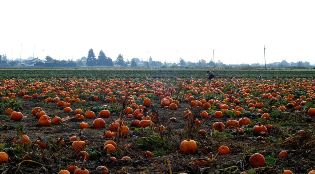 Delta's Agricultural Bounty: Farm Stands and U-Picks by Car 4 image 169 Delta, British Columbia, is a special place where city meets farmland, and the best way to explore this blend is by car. Whether you're looking for fresh produce, local honey, or a chance to pick your own berries, Delta offers an agricultural experience that’s both authentic and refreshing. To make the most of your journey, the smartest move is to rent a car Delta. Having your own wheels lets you move freely between farm stands and u-pick spots without worrying about bus routes or rideshare wait times.