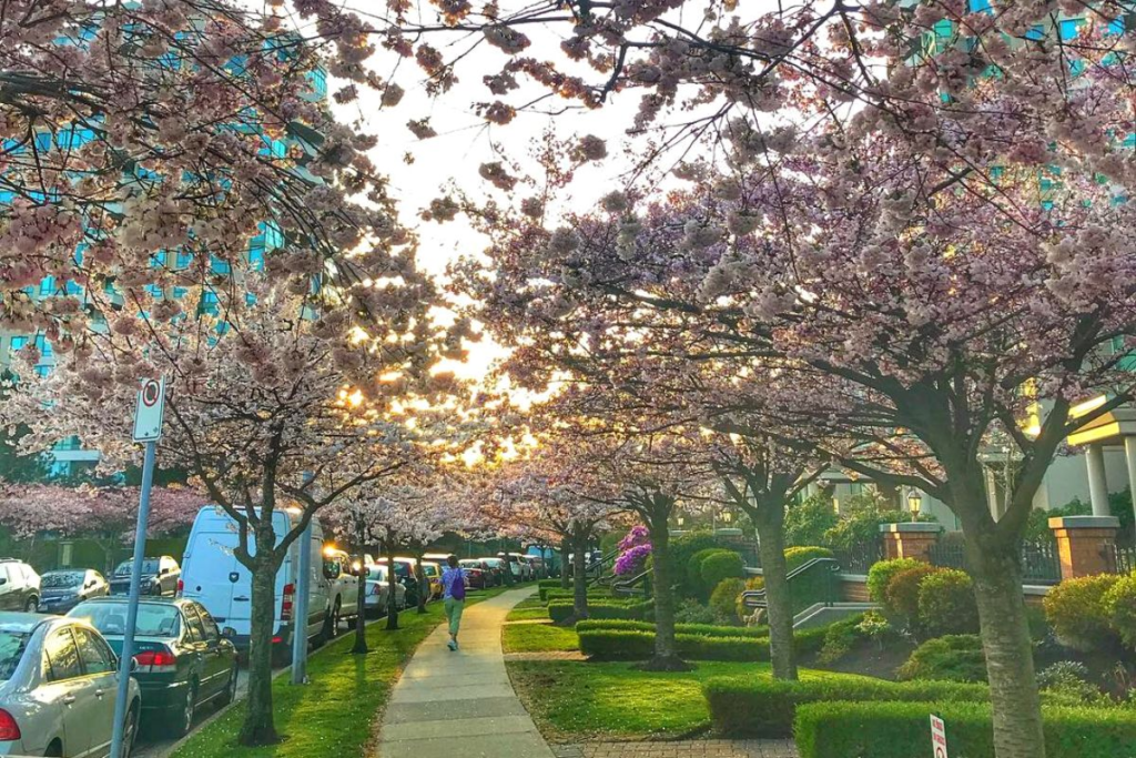 Burnaby car rental with cherry blossoms