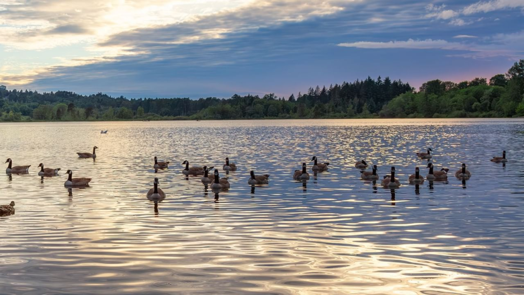 Burnaby Lake Regional Park